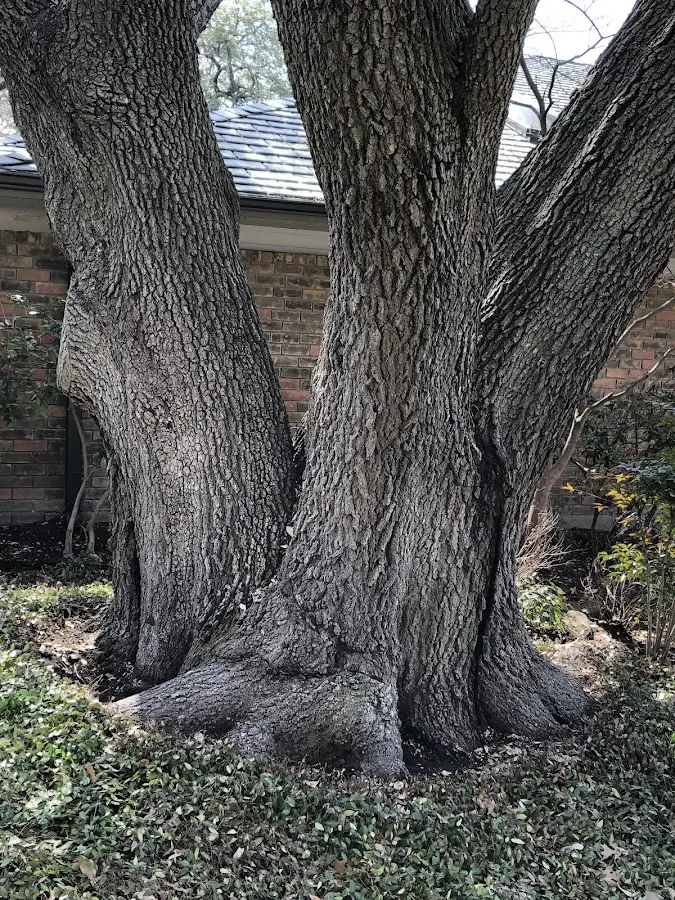 Mature heritage tree close to a Hustisford property cared for by certified arborists